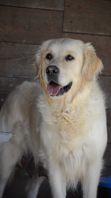 Étalon Golden Retriever - Talma Du Cyr D'Or