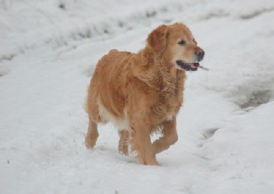 Étalon Golden Retriever - Feelgood Lazaryzou Simply the best