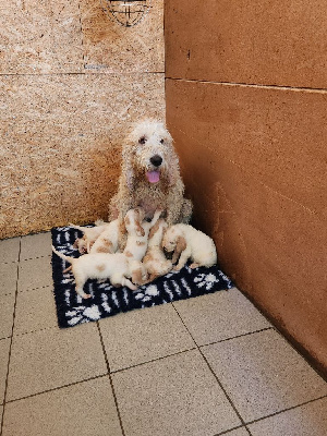 Étalon Grand griffon vendeen - Ulye des crêtes de l'aguzou