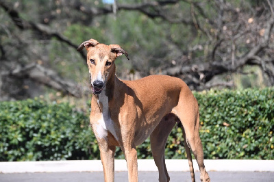 Étalon Greyhound - Velvet thunder Des Terres De Moïra