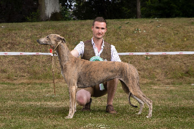 Étalon Greyhound - Vipera Rosae Fidelis