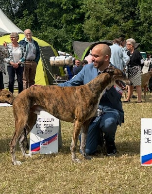Étalon Greyhound - CH. Persiste et signe Ad honores