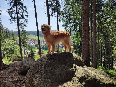 Étalon Hovawart - CH. Ophrys De L'Emeraude Des Alpes