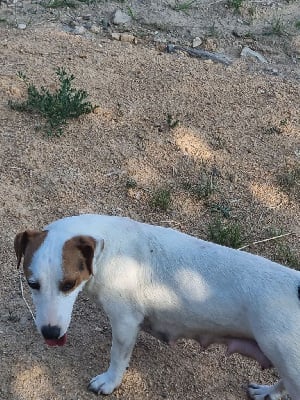 Étalon Jack Russell Terrier - Roxy La Seigneurie Du Domaine D'Eole