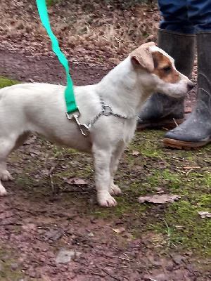 Étalon Jack Russell Terrier - Ugenie de la Haute Fougère