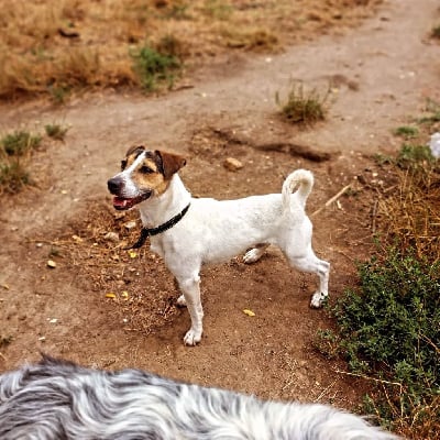 Étalon Jack Russell Terrier - Kalon Breizh Thor