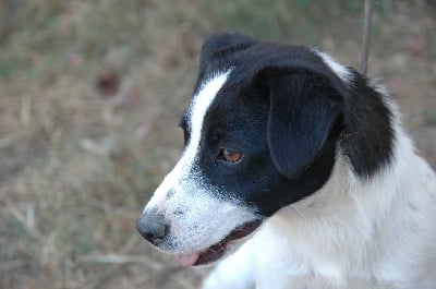 Volt Du Clos Des Loutres