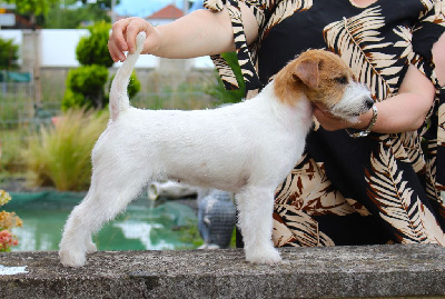 Étalon Jack Russell Terrier - Twiny love De La Cité Du Bolwerk