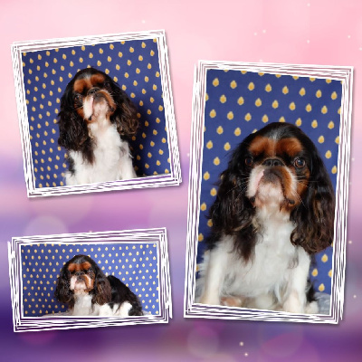 Étalon King Charles Spaniel - Takyne Des Rochers D'agerna