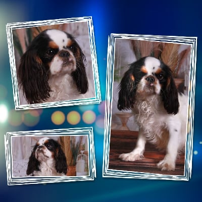 Étalon King Charles Spaniel - Vérone Des Rochers D'agerna