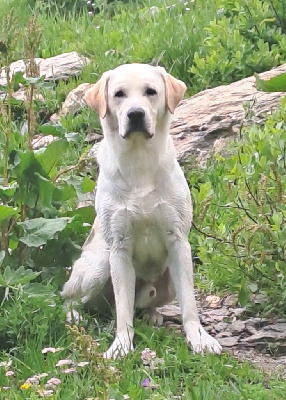 Étalon Labrador Retriever - Very disco De L'Essart Aux Pommiers