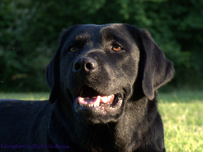 Étalon Labrador Retriever - Tardis Des Vallées De Galway