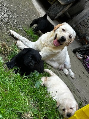 Étalon Labrador Retriever - Ugoline De sandie landes