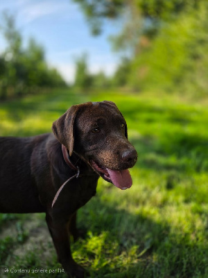 Étalon Labrador Retriever - Viking choco du taillis madame