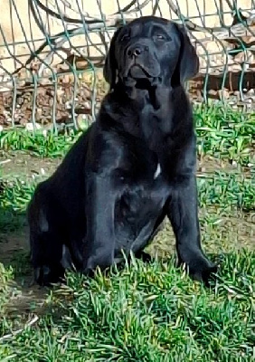 Étalon Labrador Retriever - All black de La légende de la loutre