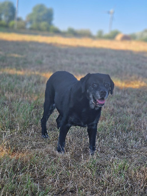 Étalon Labrador Retriever - TR. Izzy Du domaine d'orloup