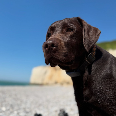 Étalon Labrador Retriever - Shawinigan Minich De La Pointe