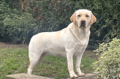 Étalon Labrador Retriever - Up Du Moulin Sault