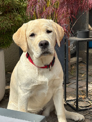 Étalon Labrador Retriever - Vanaé De La Légende De L'Abbaye D'Arrouaise