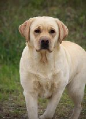 Étalon Labrador Retriever - Prunelle des Vergers de Taly