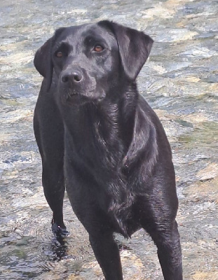 Étalon Labrador Retriever - TR. CH. dyana'lys Spirit winning