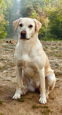 Étalon Labrador Retriever - fendawood Earlybird