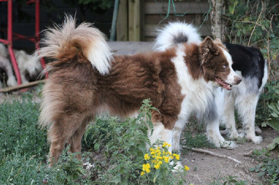 Étalon Laika de iakoutie - olgrin Niemen