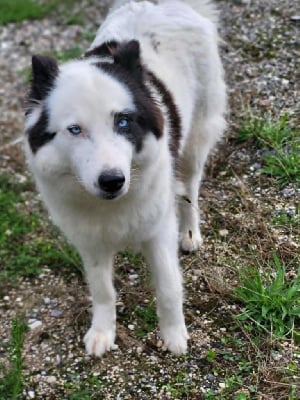 Étalon Laika de iakoutie - Land Of Snow U'yakhin manipura