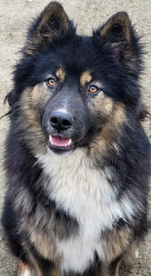 Étalon Laika de iakoutie - Land Of Snow U'saosis visshuddha