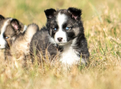 Étalon Laika de iakoutie - Arthémis Free Spirits Of Sakha