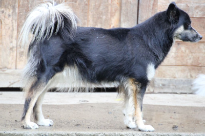 Étalon Laika de iakoutie - svobodnaya staya U'lana