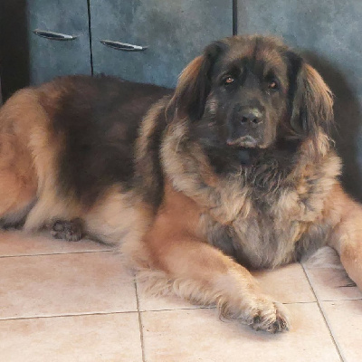 Étalon Leonberger - Prima Des Sources De L'Eaulne