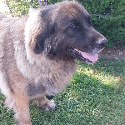 Étalon Leonberger - Saika De La Vallee De Cheyenne