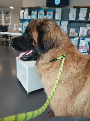 Étalon Leonberger - U'perle (Sans Affixe)