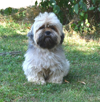 Étalon Lhassa Apso - Ugli de dame nature