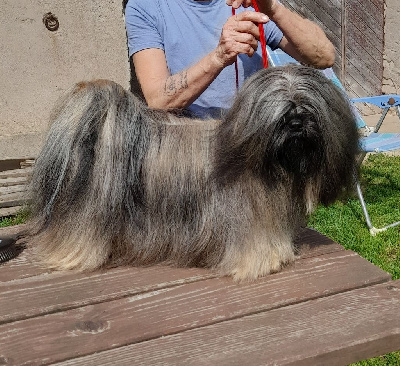 Étalon Lhassa Apso - rasterman's Una rotkäppchen