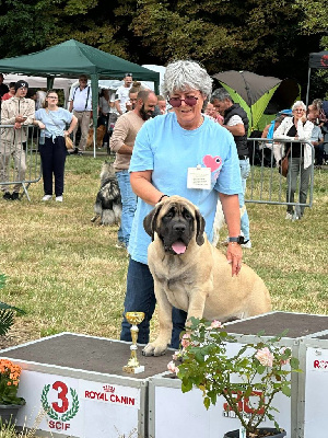 Étalon Mastiff - Alliz De L'Arche De Jovie