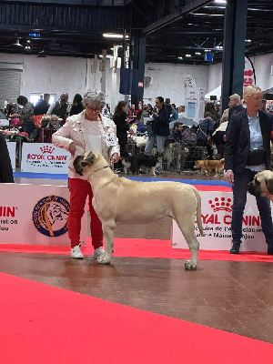 Étalon Mastiff - Valeska De L'Arche De Jovie