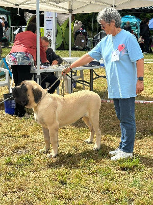 Étalon Mastiff - Axton De L'Arche De Jovie