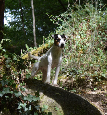 Étalon Parson Russell Terrier - Venus 1ere a eclairerlanuit Du Jardin D'inuko