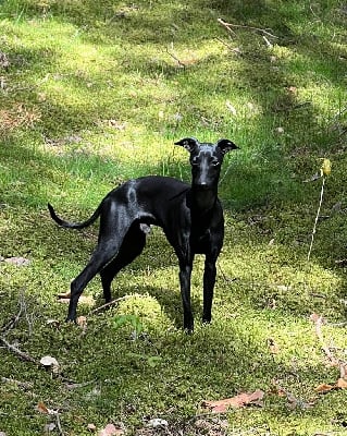 Étalon Petit Levrier Italien - Vicky du domaine de Chanteloup