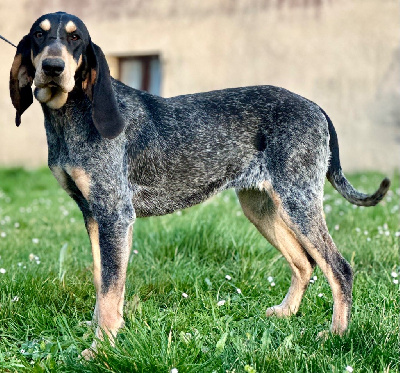 Étalon Petit bleu de Gascogne - Uly du pin noir de la goute