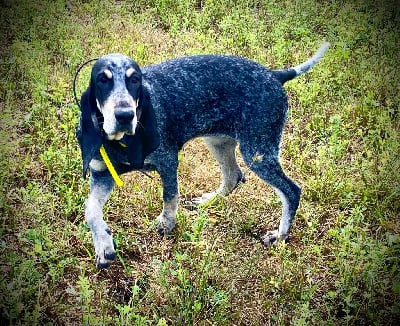 Étalon Petit bleu de Gascogne - Una du pin noir de la goute