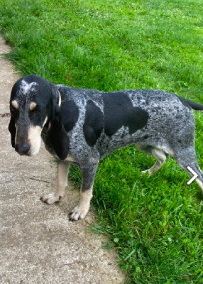 Étalon Petit bleu de Gascogne - Trompette du bois de preissac