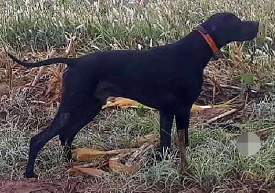 Étalon Pointer - Jaguar (Sans Affixe)