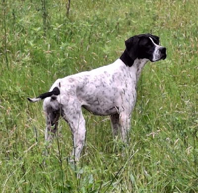 Étalon Pointer - Vannes Des Bords Du Yar