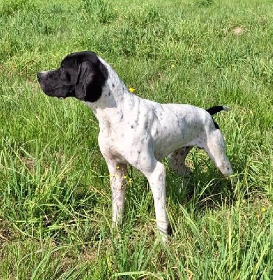 Étalon Pointer - Vaillant Des Bords Du Yar