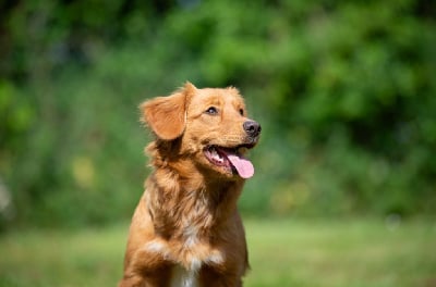 Étalon Retriever de la Nouvelle-Ecosse - Vaïana Red Fox Des Couleurs D'Autumn