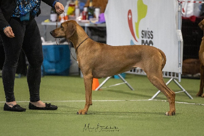Étalon Rhodesian Ridgeback - CH. Zubayka Amani Royal?s chupeta by bowie