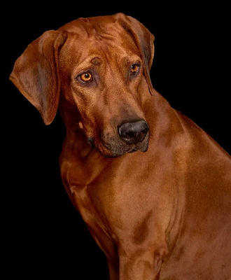 Étalon Rhodesian Ridgeback - CH. Rangi ya maisha sila Of Lil' Toffee